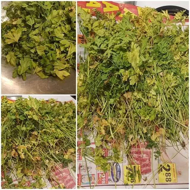 drying parsley