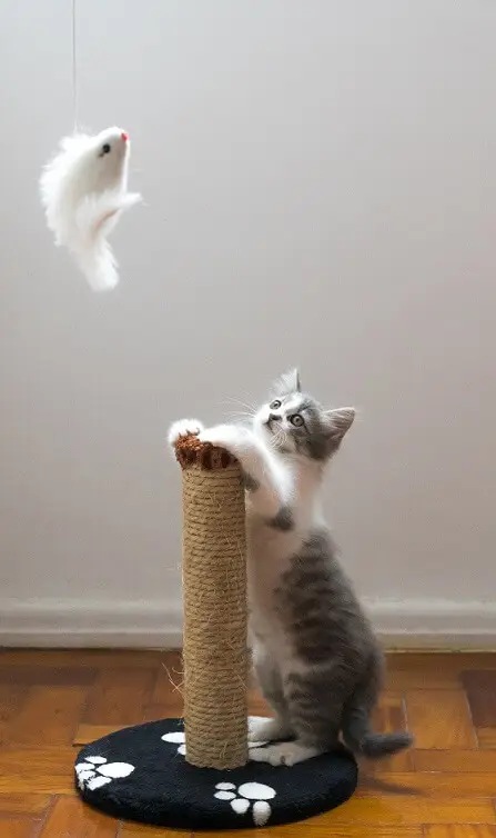 cat playing on a scratching post