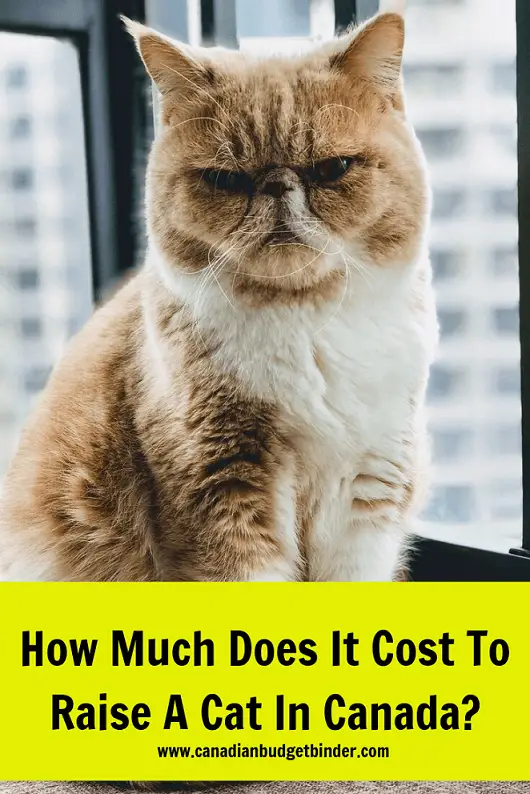 cat expenses