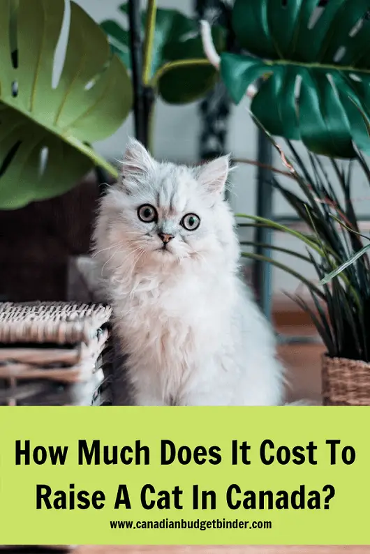 cat ownerships costs