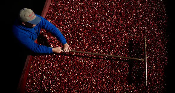 Ocean Spray Canada Harvest
