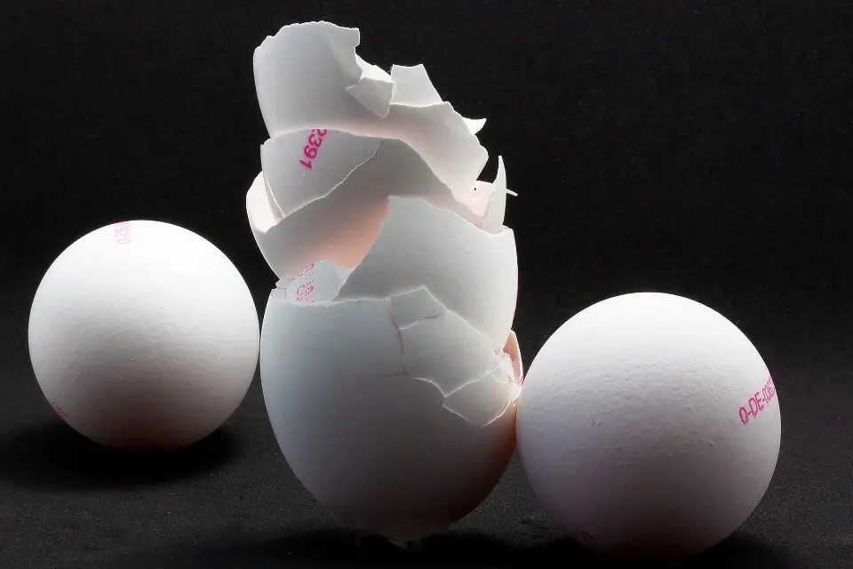 egg-shells