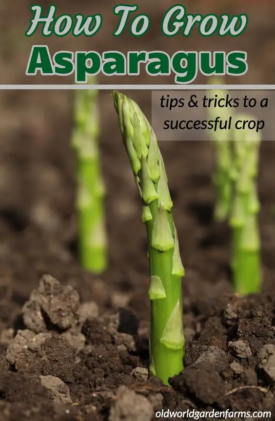 How-to-grow-asparagus
