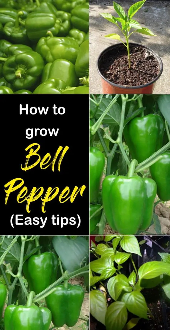 How-to-grow-bell-peppers-in-containers