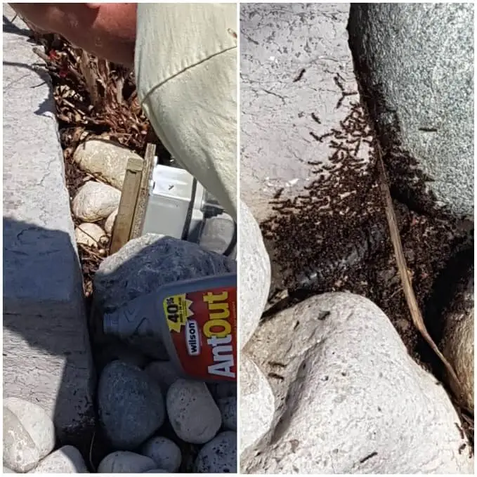 Outdoor ants