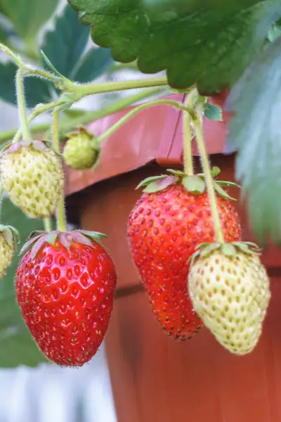Everbearing-strawberries