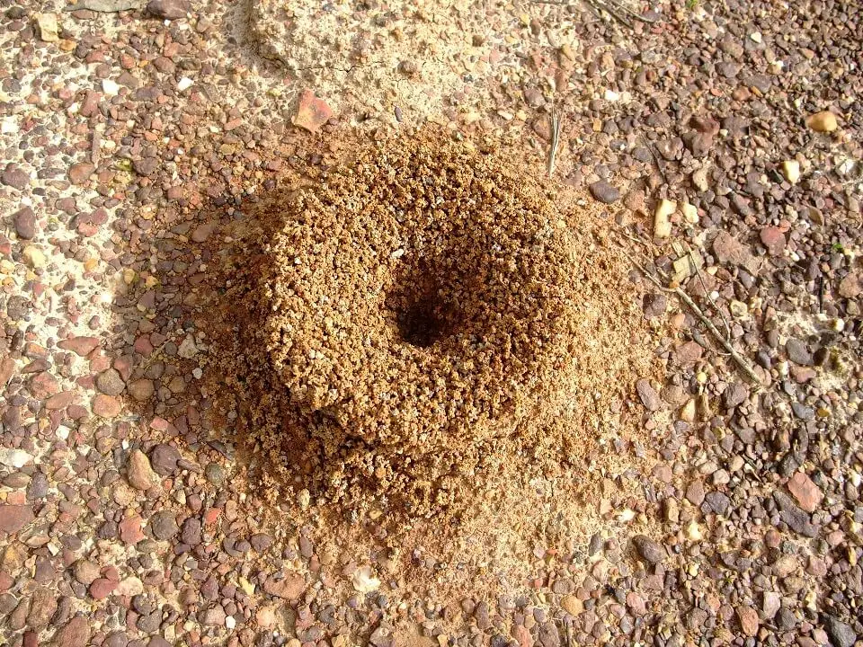 Pavement Ant Hill