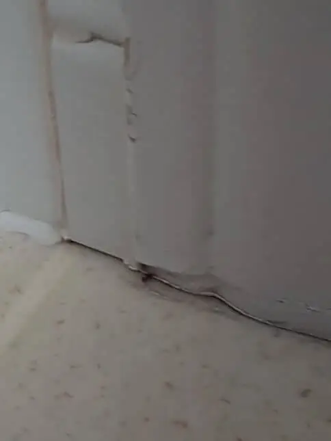 bathroom ants