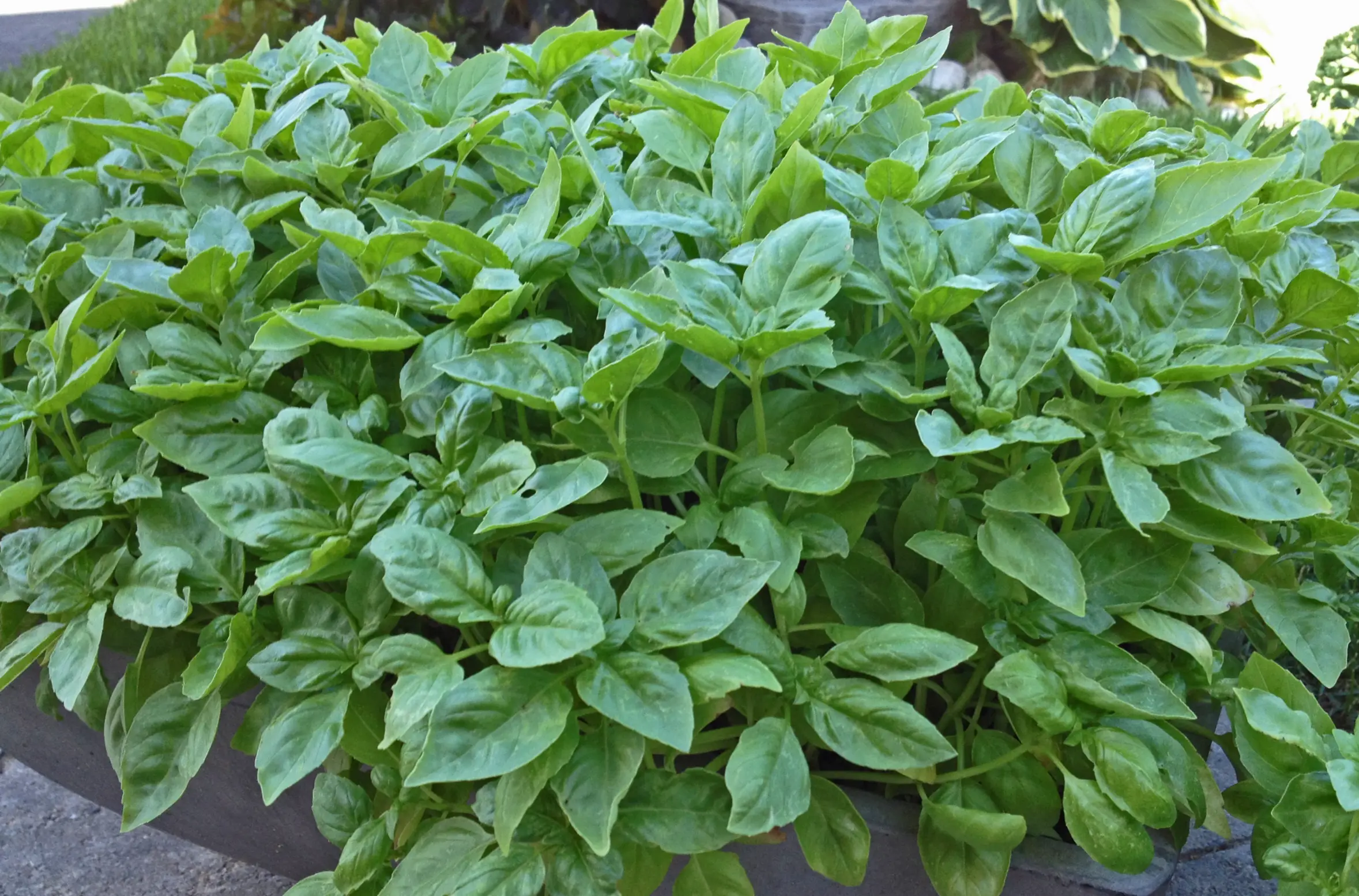Basil