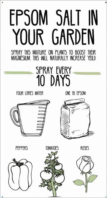 Epsom-salt-for-your-garden-to-increase-magnesium-and-yield-garden-hack