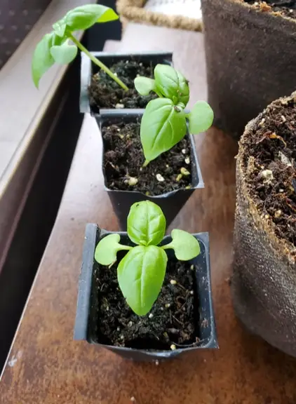 fresh-basil-for-gardening