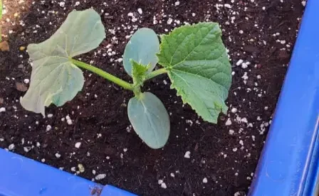 frugal-people-garden-growing-cucumbers