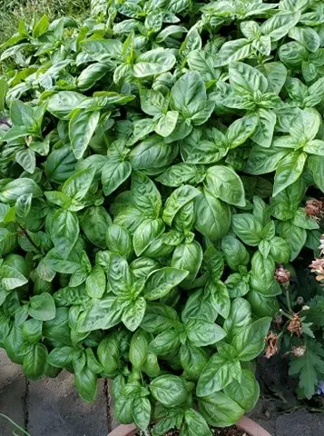 Italian Basil