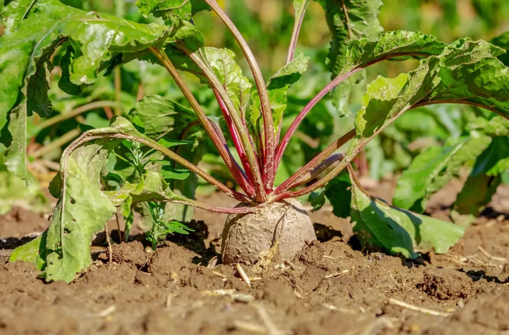 beet greens