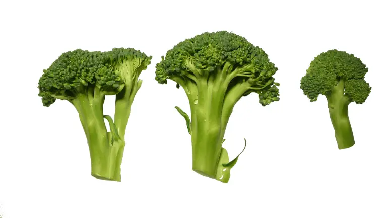 broccoli stem