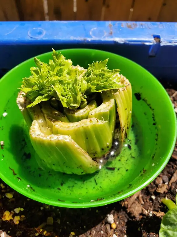 organic celery