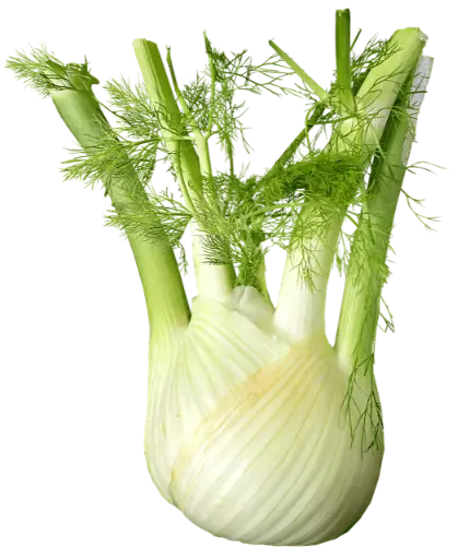 fennel