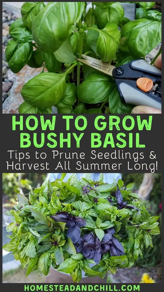 pruning basil