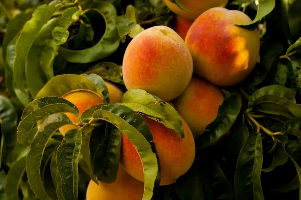 peach tree leaves