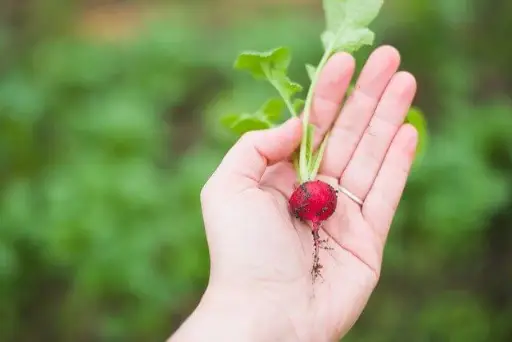 radish greens