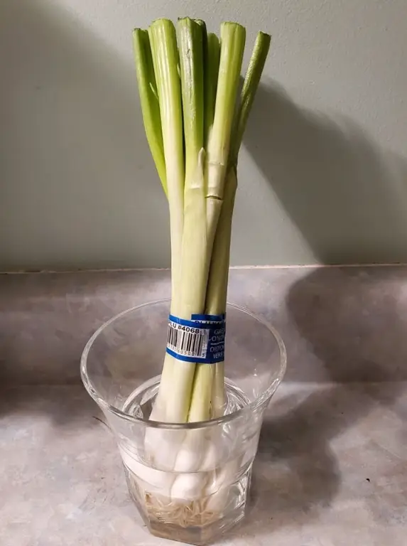 regrow spring onions
