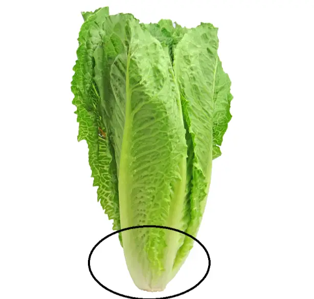 Romaine
