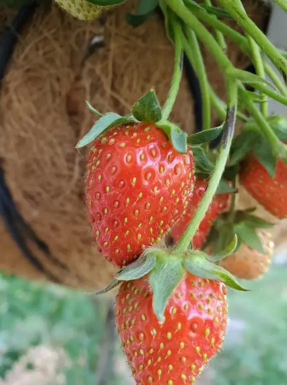strawberry tops