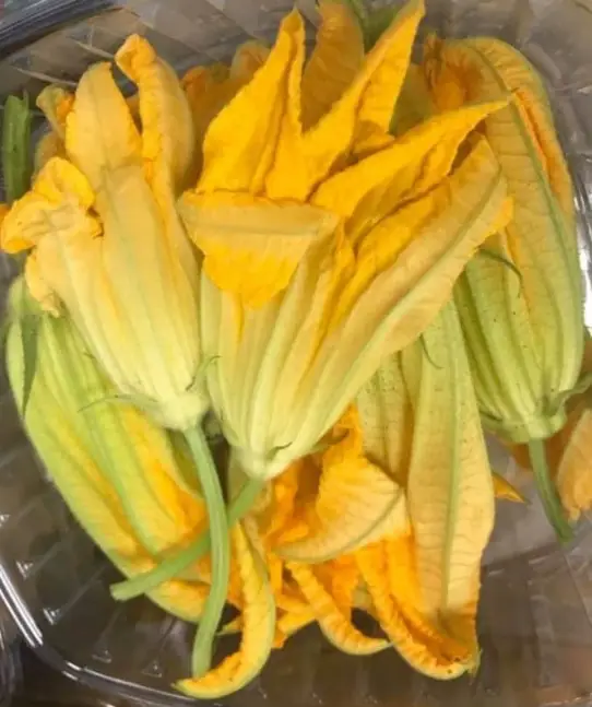 zucchini