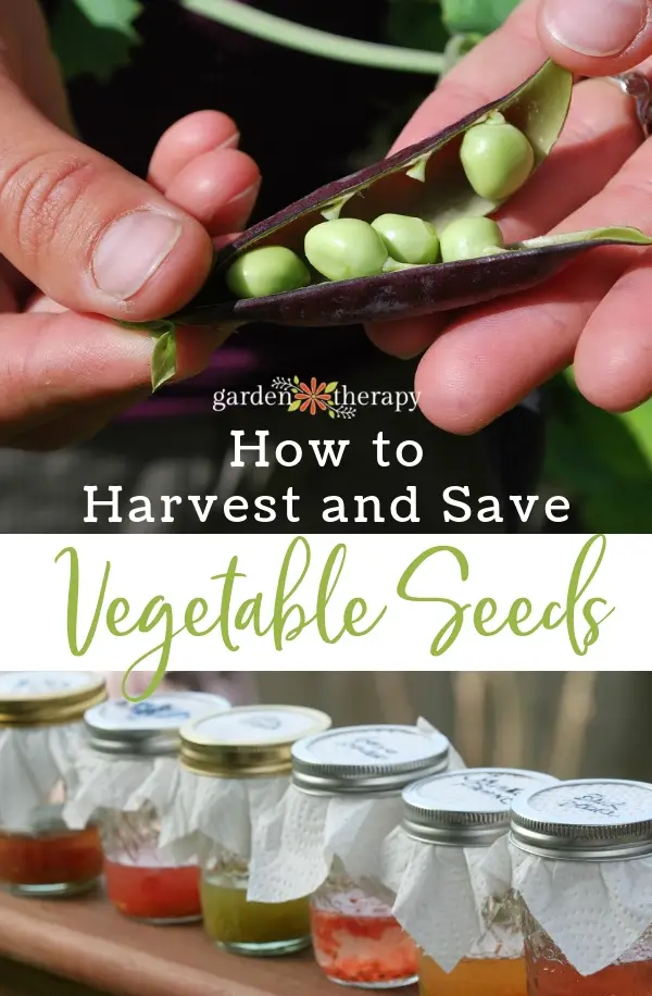 How-to-Harvest-and-Save-Vegetable-Seeds