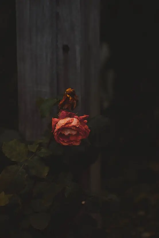 death without will
