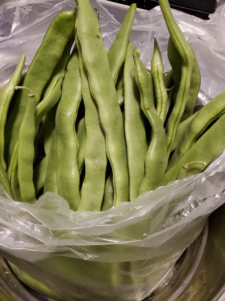 Italian Long Beans