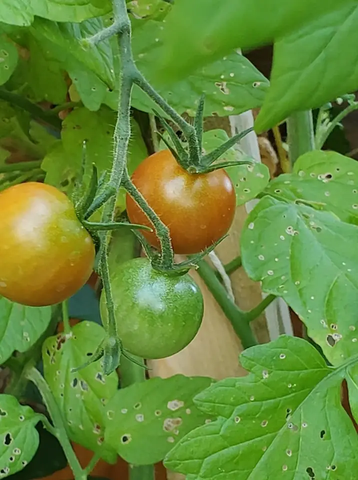 Organic cherry tomatoes