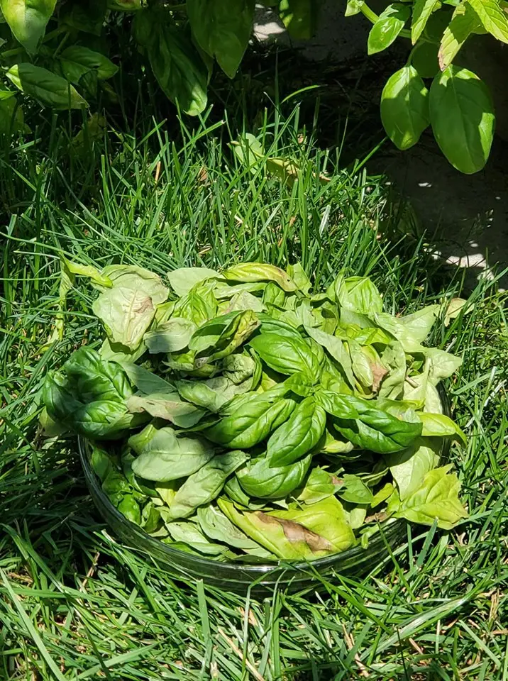 organic basil