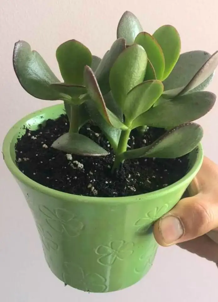 money tree