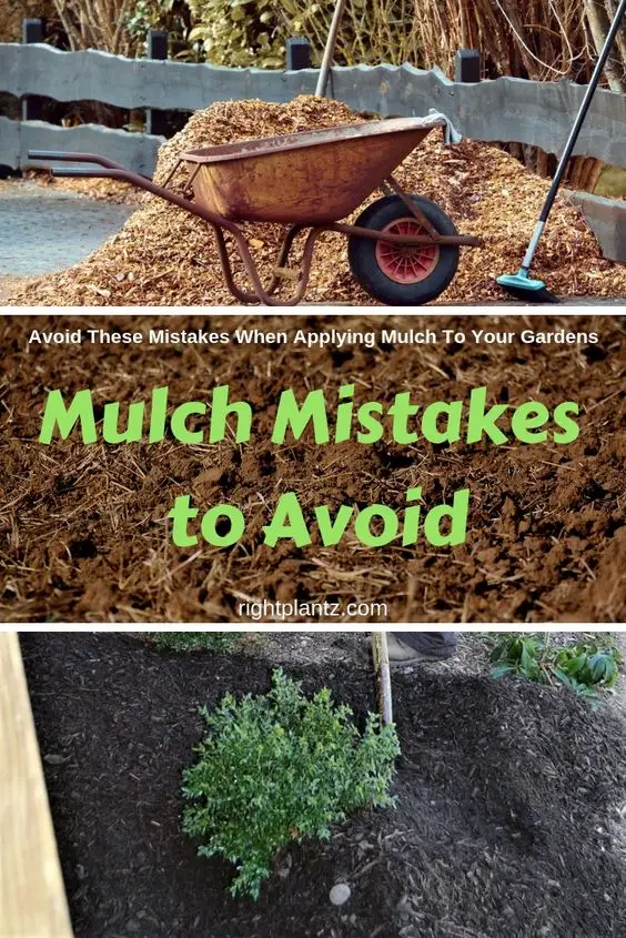 mulch-mistakes-you-want-to-avoid