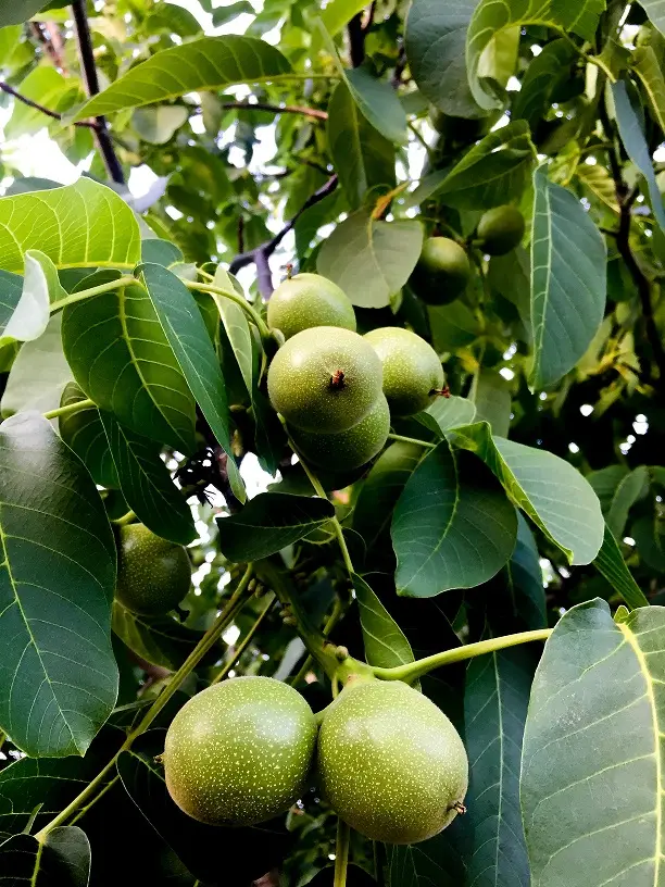 walnuts