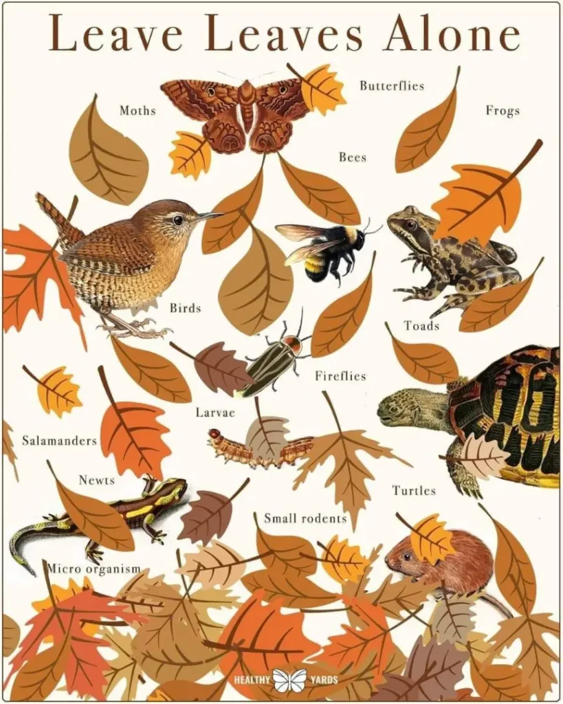 Composting Leaves
Frugal Fall TIps  for the outdoors 
