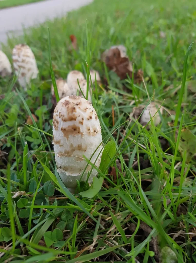 wild mushrooms Ontario Shaggy Mane