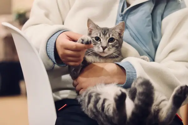 Pet Insuranc Canada
