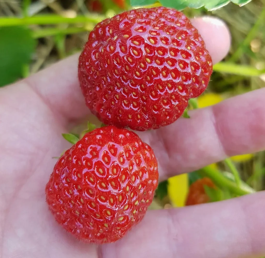 strawberries on the vine