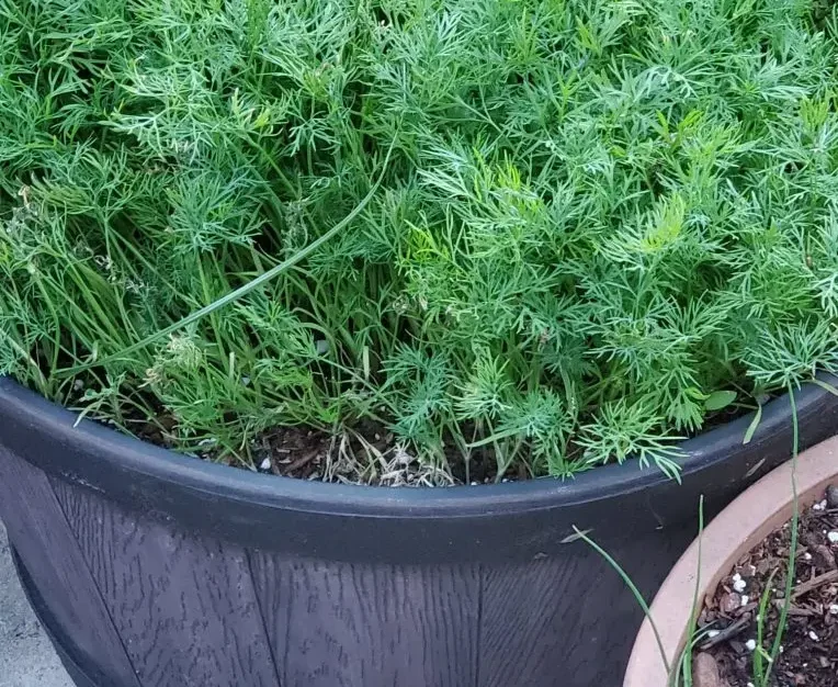 Garden Planter with Fresh Dill