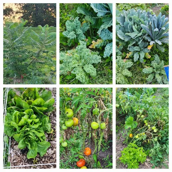 What Can You Grow In A Community Garden?