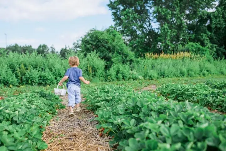 A child carrying a basket through a garden