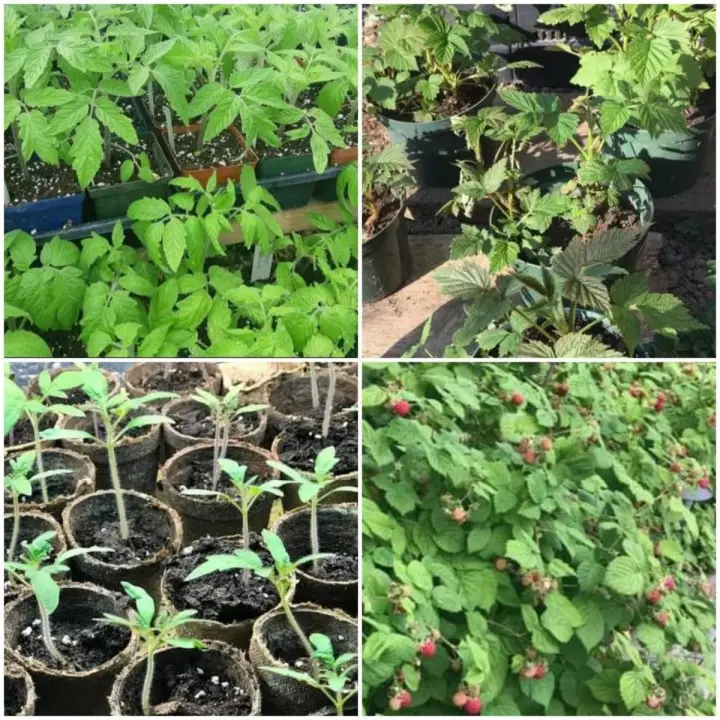 Different varieties of vegetable garden seedlings