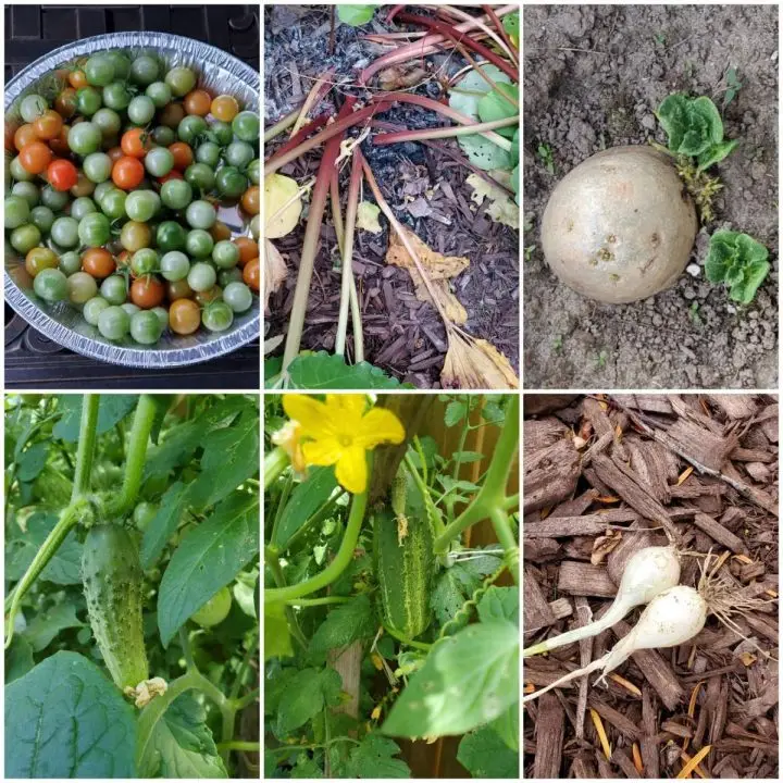 What Can You Grow In A Community Garden?
