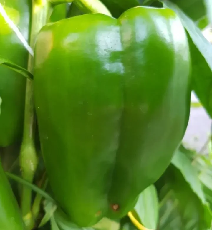 Growing Green Peppers In a Community Garden