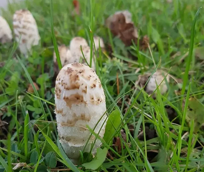 shaggy mane foraging
