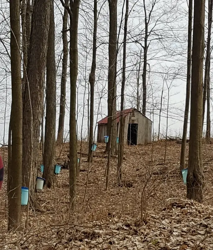 The Maple Sugar Bush With Sap Buckets On Trees