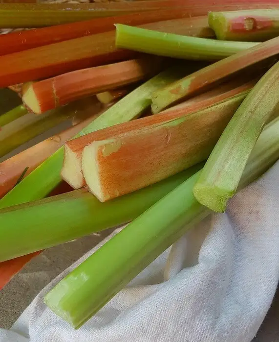 organic rhubarb