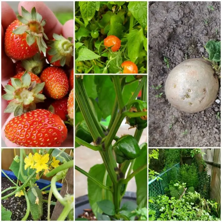 No front lawn just vegetable garden